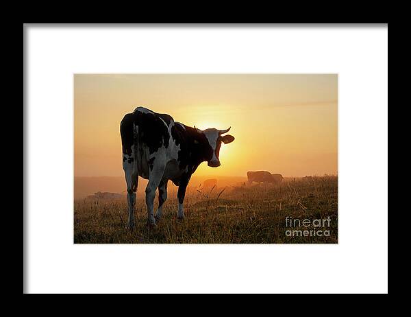 Holstein Friesian Framed Print featuring the photograph Holstein Friesian Cow by Arterra Picture Library