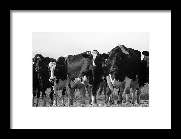 Holstein Framed Print featuring the photograph Curious Holsteins by David Ralph Johnson