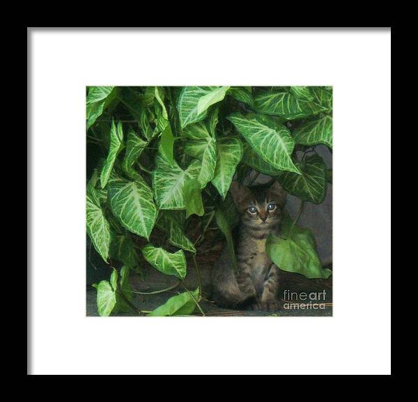 Cats Framed Print featuring the photograph Homeless by Leslie Revels