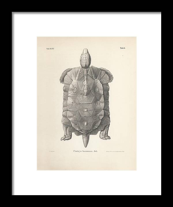 Tortoise Framed Print featuring the drawing Home's Hingeback Tortoise, Kinixys homeana by Heinrich Grape
