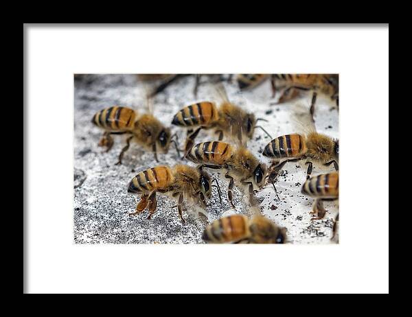 Apis Framed Print featuring the photograph Honey Bees fanning after storm by Shawn Jeffries