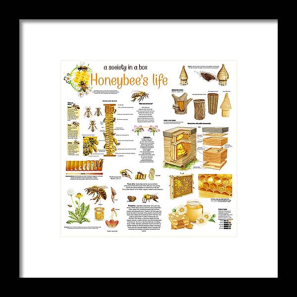 Honey Framed Print featuring the drawing Honey Bees Infographic by Gina Dsgn
