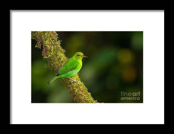 Female Framed Print featuring the photograph Honey Creeper Female by Todd Bielby