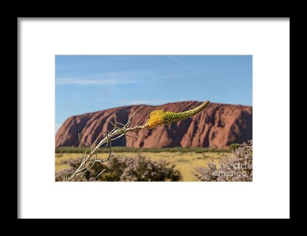 Flower Framed Print featuring the photograph Honey Grevillea 01 by Werner Padarin