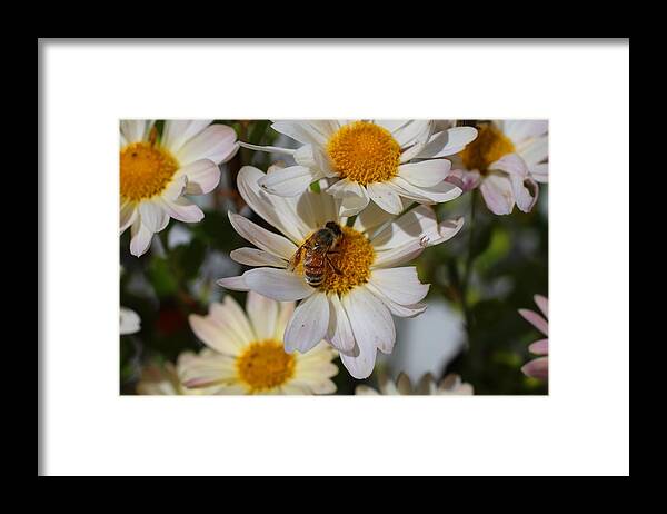Bee Framed Print featuring the photograph Honeybee and Daisy Mums by Kathryn Meyer