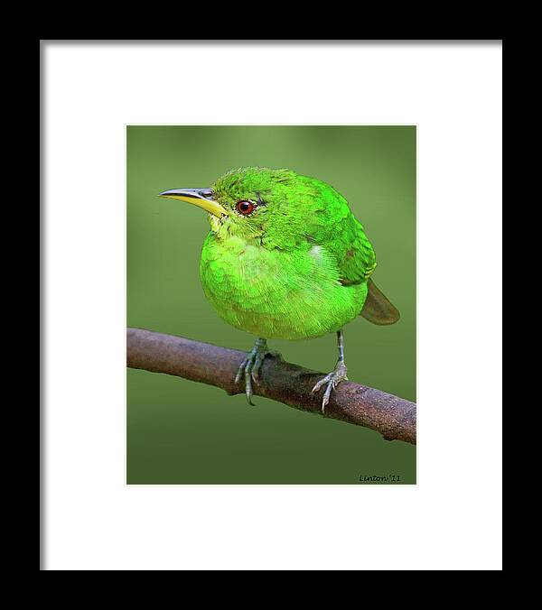 Green Honeycreeper Framed Print featuring the photograph Honeycreeper by Larry Linton