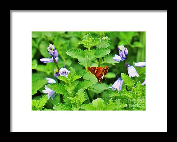 Flowers Framed Print featuring the photograph Honing in by Merle Grenz