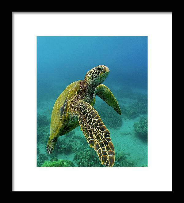 Green Sea Turtle Framed Print featuring the photograph Honu by Harry Donenfeld