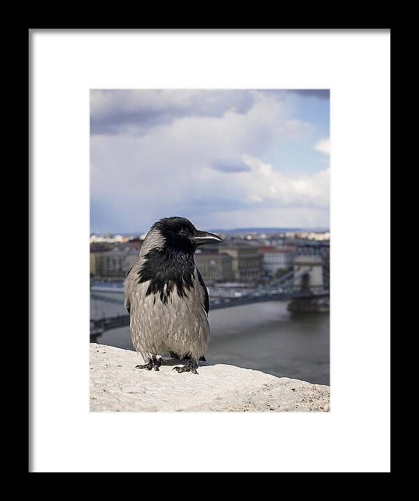 Hooded Crow Framed Print featuring the photograph Hooded Crow by Heather Applegate