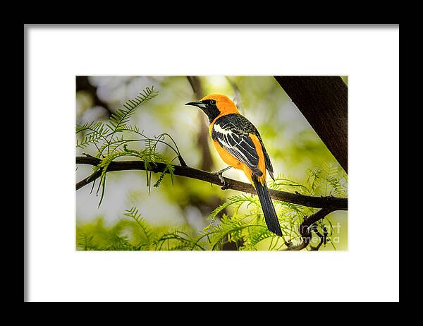 Hooded Oriole Framed Print featuring the photograph Hooded Oriole by Lisa Manifold