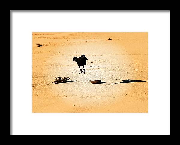 Jersey Shore Framed Print featuring the photograph Hop Like A Bunny Bird - Jersey Shore by Angie Tirado