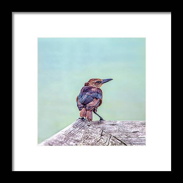 Bird Framed Print featuring the photograph Hope by Louise Hill