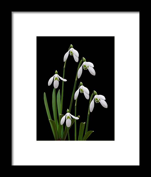 Snowdrops Framed Print featuring the photograph Hope - Snowdrops on Black by Gill Billington