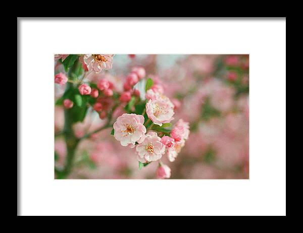 Blossoms Framed Print featuring the photograph Hopeful by Ana V Ramirez