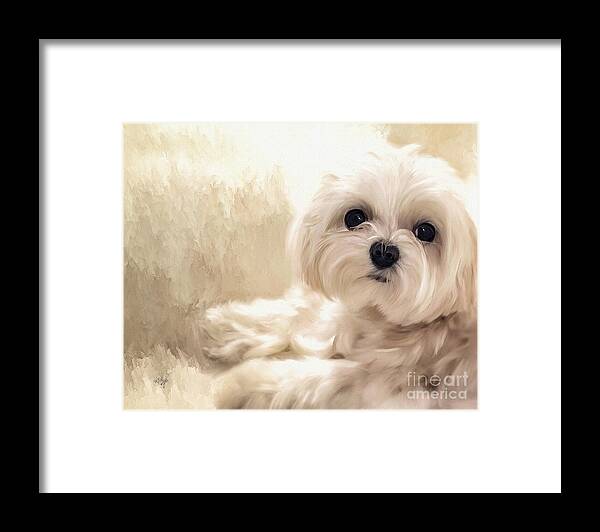 Maltese Framed Print featuring the digital art Hoping For A Cookie by Lois Bryan
