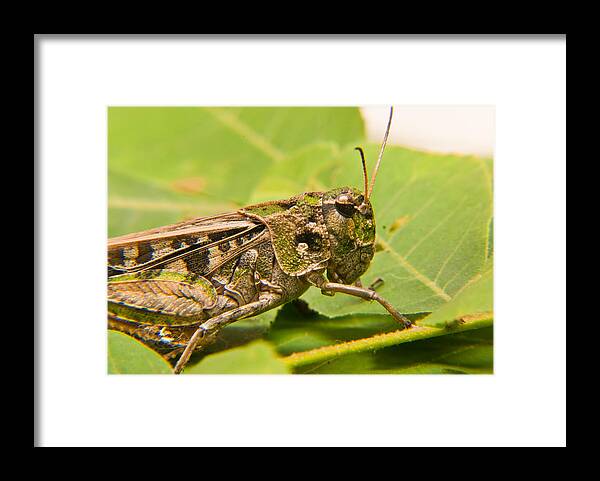 Grasshopper Framed Print featuring the photograph Hopper Face to Face by Douglas Barnett