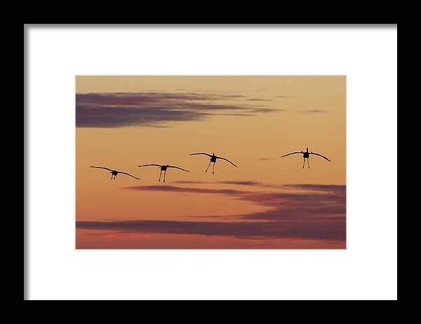Birds Framed Print featuring the photograph Horicon Marsh Cranes #4 by Paul Schultz