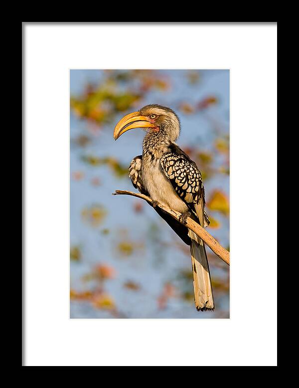 Birds Framed Print featuring the photograph Hornbill in the Morning by Basie Van Zyl