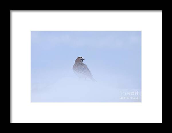 Horned Lark Framed Print featuring the photograph Horned Lark by Alyce Taylor