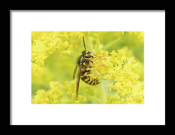 Insect Framed Print featuring the photograph Hornet on Goldenrod by Nikki Vig