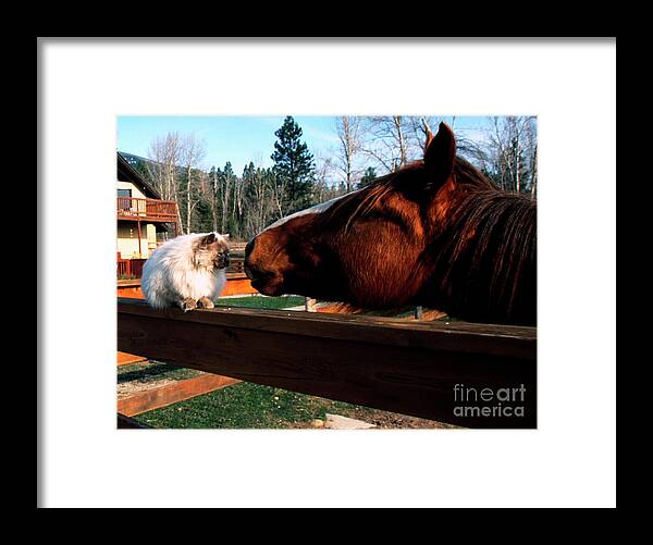 Usa Framed Print featuring the photograph Horse and Cat Nuzzle by Thomas R Fletcher