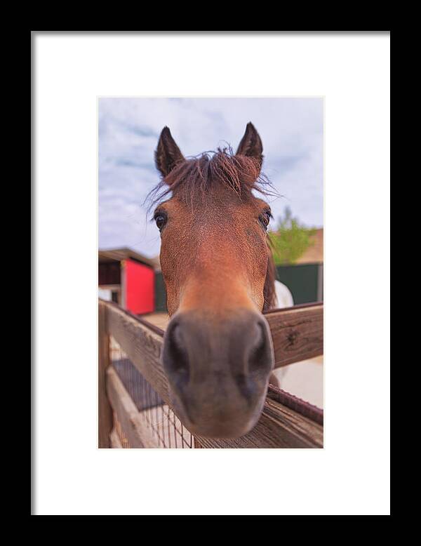 Animal Framed Print featuring the photograph Horse by Brian Cross