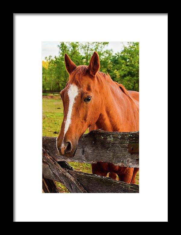Horse Framed Print featuring the photograph Horse Friends by Nicole Lloyd