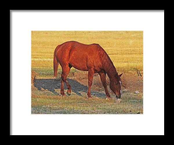Horse In The Field Framed Print featuring the photograph Horse In The Field by Tom Janca
