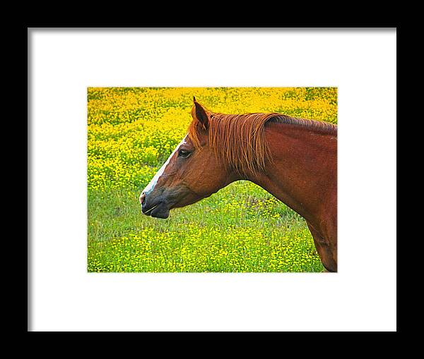 Horse Framed Print featuring the photograph Horse in Yellow Field by Wendy McKennon
