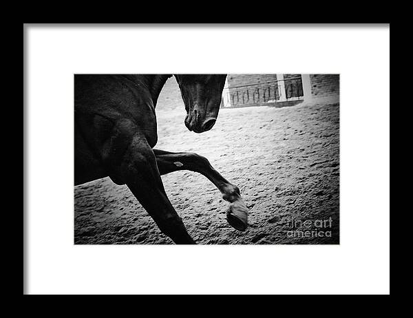 Horse Framed Print featuring the photograph Horse monochrome emotions by Dimitar Hristov