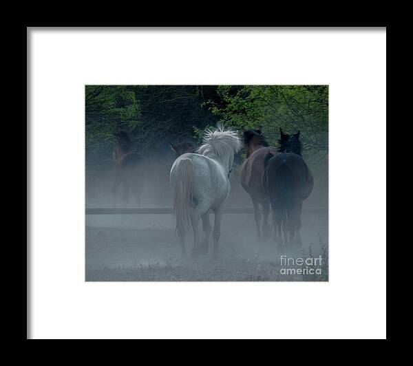 Horse Framed Print featuring the photograph Horse 8 by Christy Garavetto
