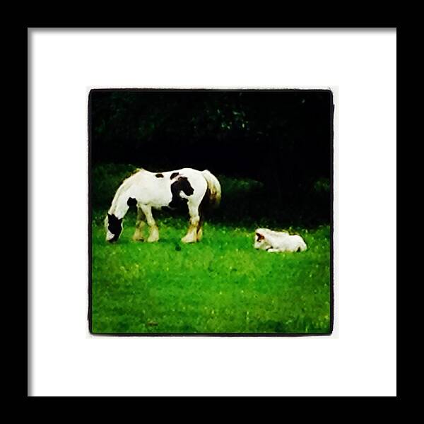 Babyanimals Framed Print featuring the photograph #horse #pony #animals #baby #cute by Rachel Louise