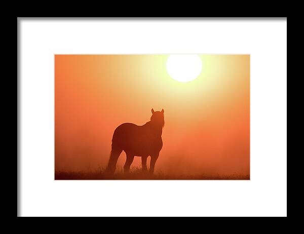 Silhouette Framed Print featuring the photograph Horse Silhouette by Wesley Aston