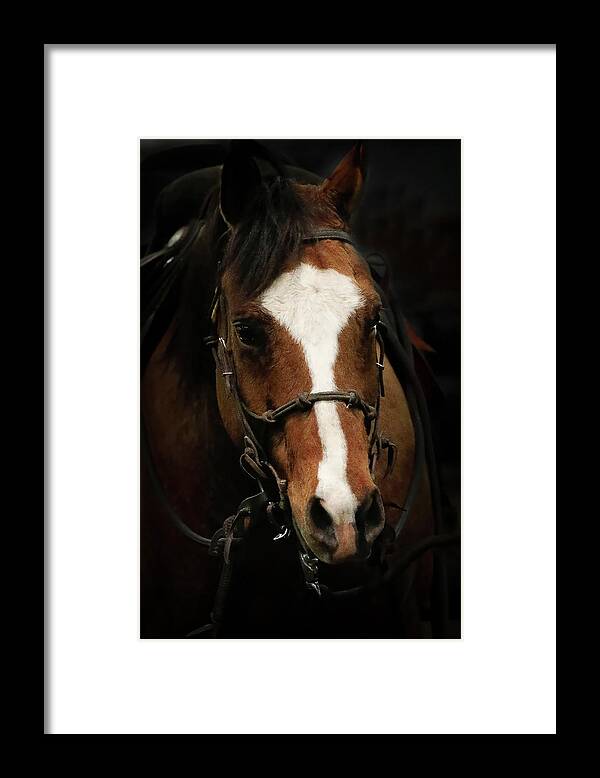 Horse Framed Print featuring the photograph Horse Wrangler by Athena Mckinzie
