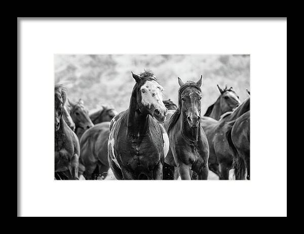 Horse Framed Print featuring the photograph Horsepower by Ryan Courson