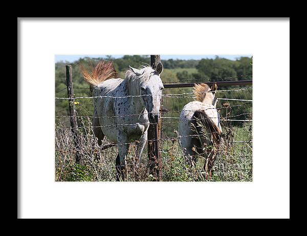 Horses Framed Print featuring the photograph Horses 2 by Rick Rauzi