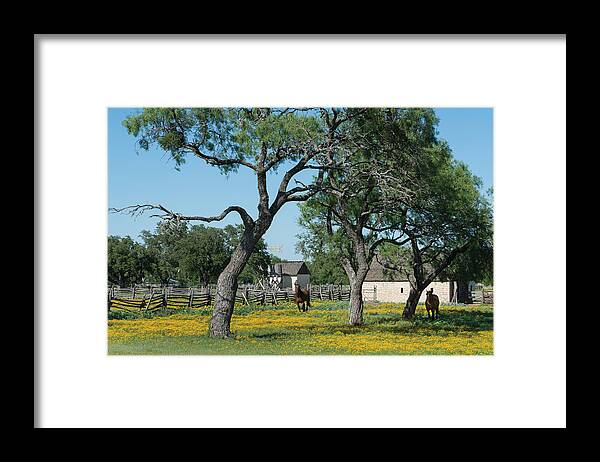 Texas Framed Print featuring the photograph Horses gallop in a National Park Service meadow in Johnson City by Carol M Highsmith