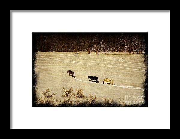 Horses Framed Print featuring the photograph Horses making a trail by Dan Friend