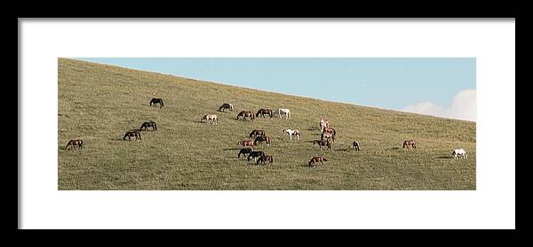 Horses Framed Print featuring the photograph Horses On The Hill by D K Wall