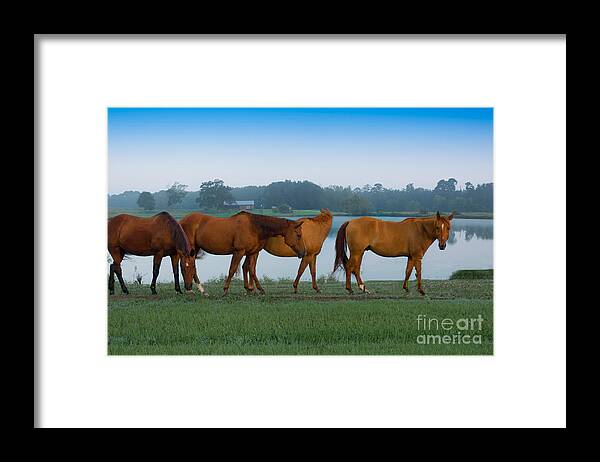 Horses Framed Print featuring the photograph Horses on the Walk by Metaphor Photo