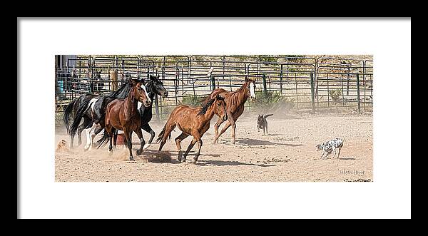 Coffee Mugs Framed Print featuring the photograph Horses Unlimited #3a by Walter Herrit