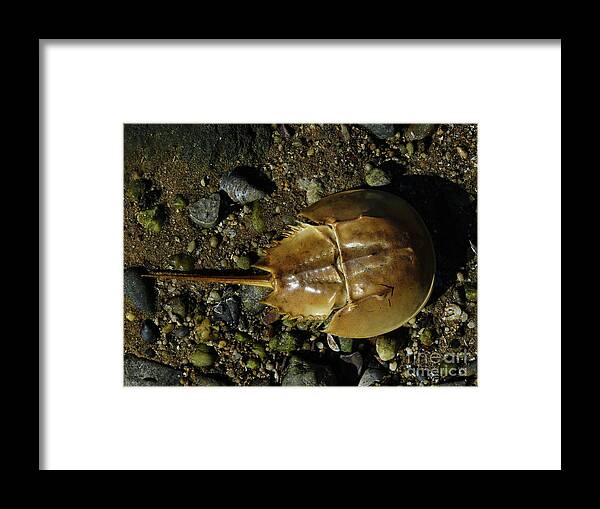 Horseshoe Crab Framed Print featuring the photograph Horseshoe Crab by Jeff Breiman
