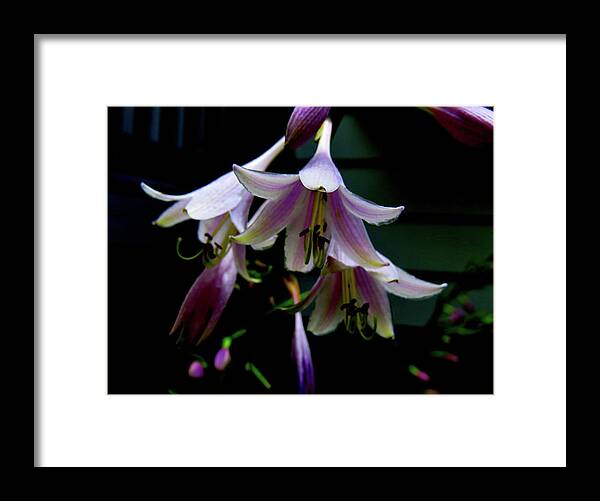 Purple Blossoms Framed Print featuring the photograph Hostas Blossoms by Linda Stern