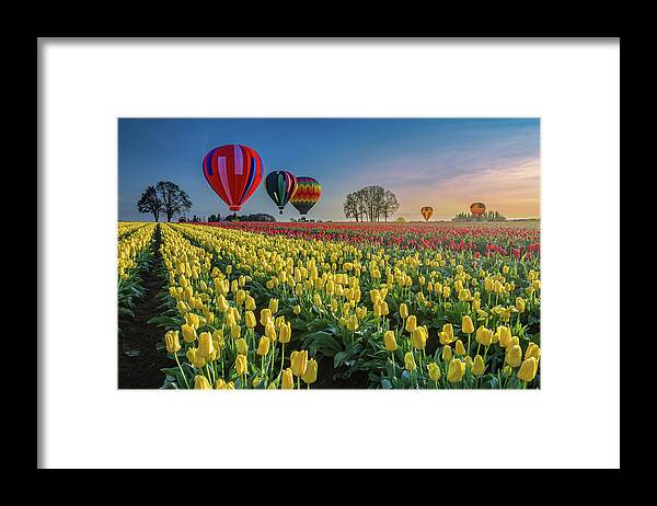 Hot Air Balloons Framed Print featuring the photograph Hot air balloons over tulip fields by William Lee
