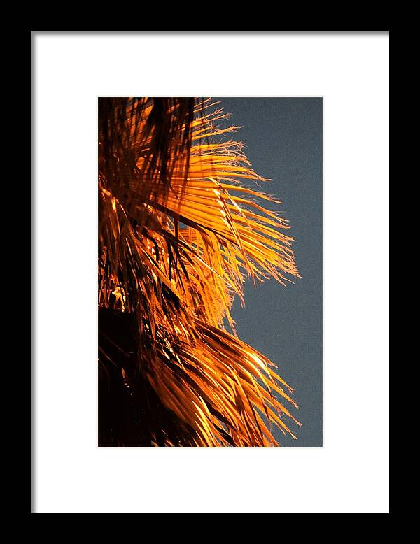 Desert Framed Print featuring the photograph Hot Air Frizzies by John Glass