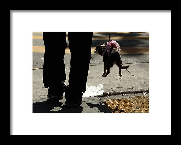 Dog Framed Print featuring the photograph Hot Dog by J C