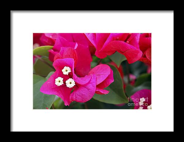 Flower Framed Print featuring the photograph Hot Pink Bougainvillea by Teresa Zieba