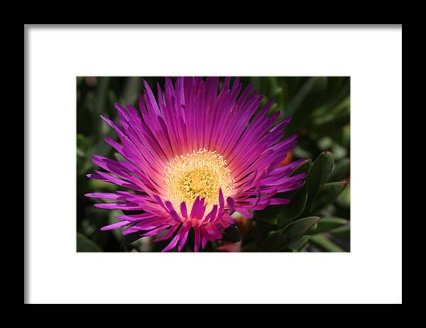 Hot Pink Cactus Framed Print featuring the photograph Hot Pink Ice Cactus Flower by Tammy Pool