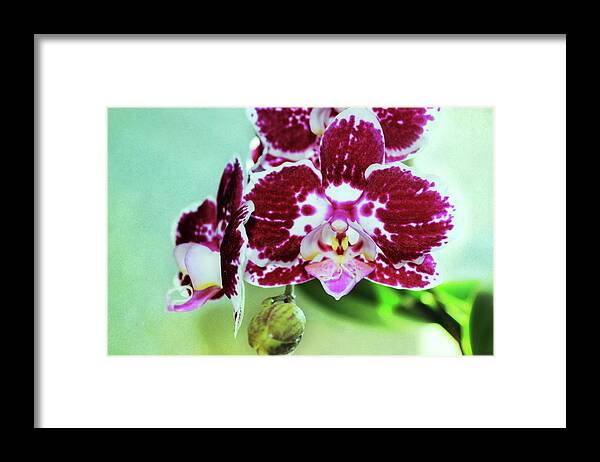 Orchid Framed Print featuring the photograph Hot Pink Moth Orchid Close Up by Shawna Rowe