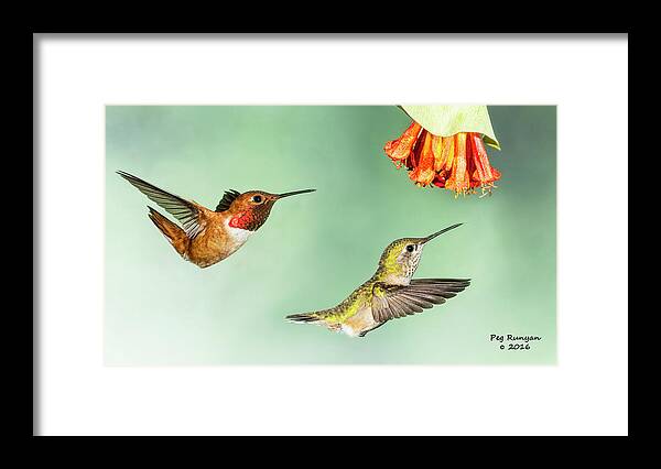 Hummingbirds Framed Print featuring the photograph Hot Wings by Peg Runyan
